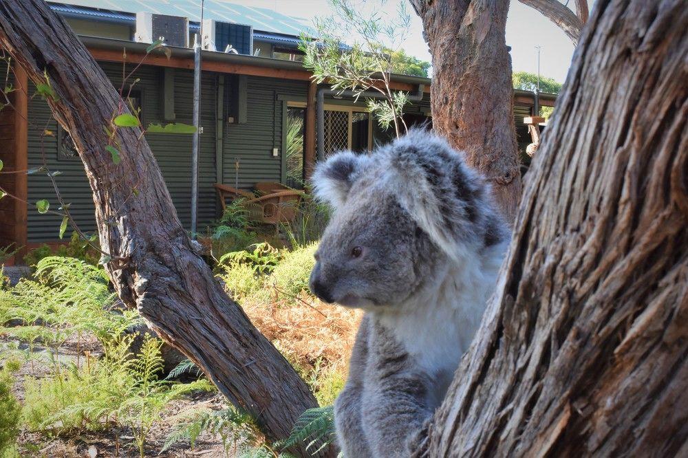 Kangaroo Island Wilderness Retreat Flinders Chase Luaran gambar