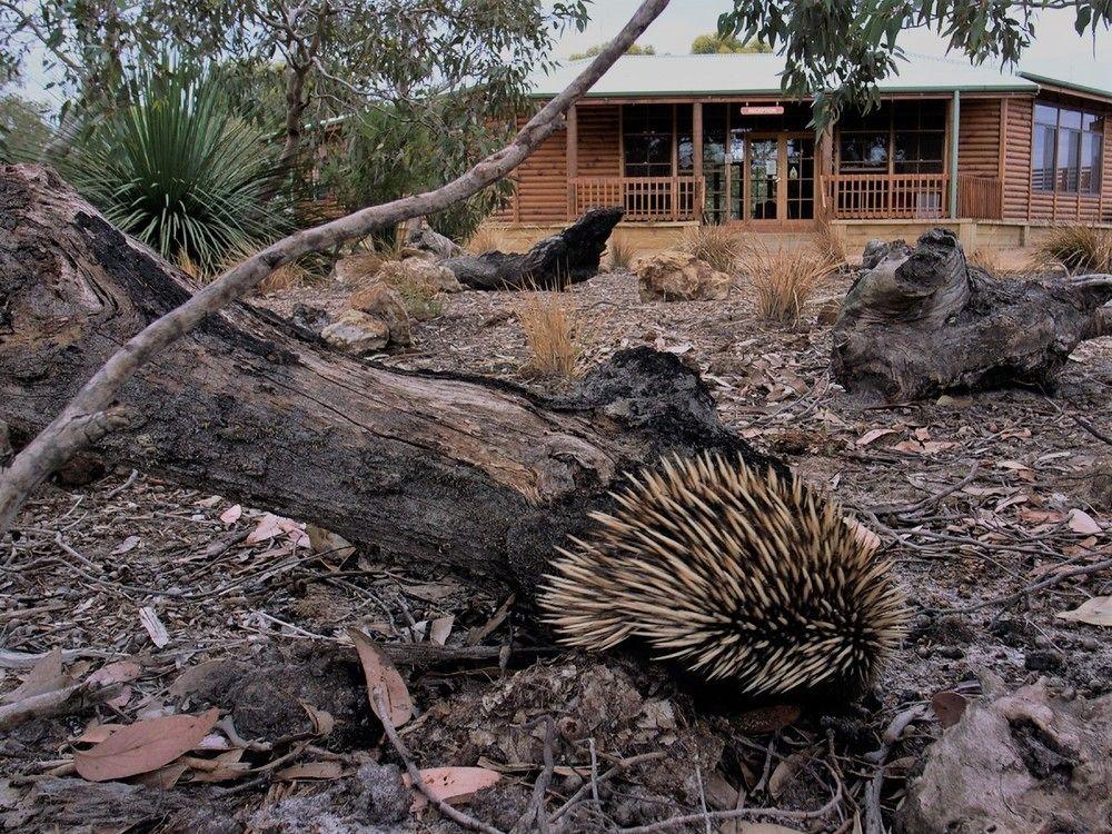 Kangaroo Island Wilderness Retreat Flinders Chase Luaran gambar