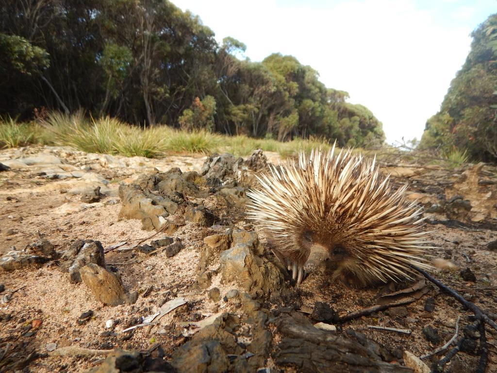 Kangaroo Island Wilderness Retreat Flinders Chase Luaran gambar