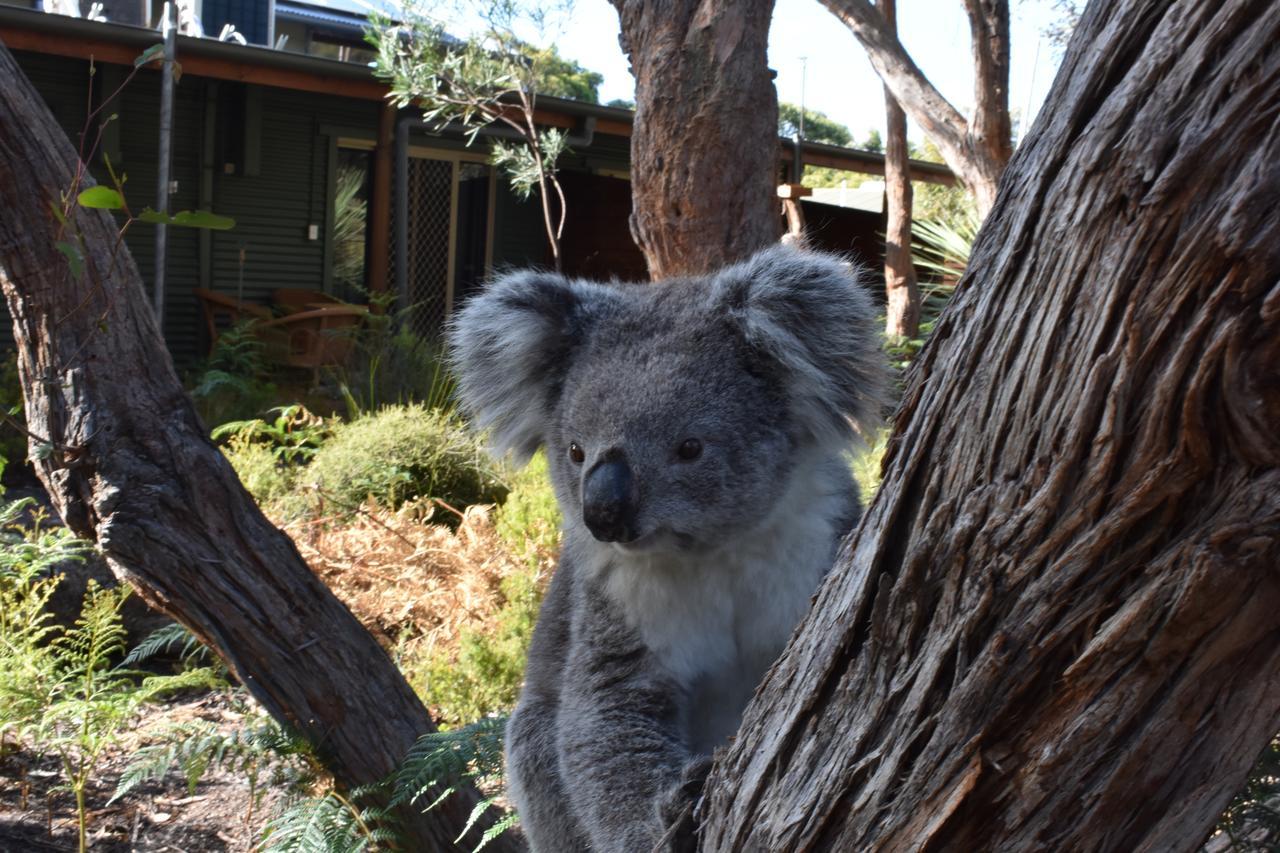 Kangaroo Island Wilderness Retreat Flinders Chase Luaran gambar